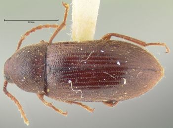 Media type: image;   Entomology 24596 Aspect: habitus dorsal view